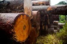Toras de madeira extraídas ilegalmente da Terra Indígena Manoki apreendidas pelo Ibama