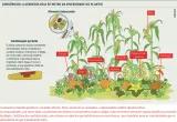 Gráfico 1 - Consórcios: a agroecologia se nutre da diversidade do plantio