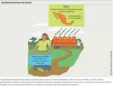 Infográfico: Agrobiodiversidade em perigo