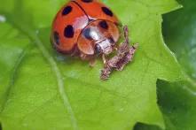 Ameaças aos insetos põe em risco segurança alimentar