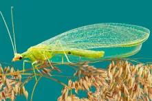 Atlas dos Insetos - Fatos e dados sobre as espécies mais numerosas da Terra 