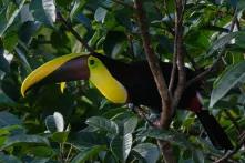 Tucano em uma árvore