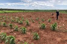 Agricultora indígena em sua a roça, cercada por plantações de soja. 