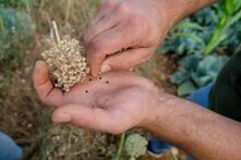 Photo: A person holding a dried plant and carefully extracting onion seeds into their palm. Crops, possibly cabbage, are visible in the background.