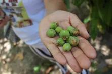 Extração do açaí na Amazônia