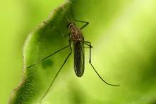 Publicação apresenta uma série de preocupações e questões não respondidas em torno ao uso do Aedes aegypti geneticamente modificado (GM)
