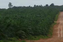 Monocultura de Dendê no Pará 
