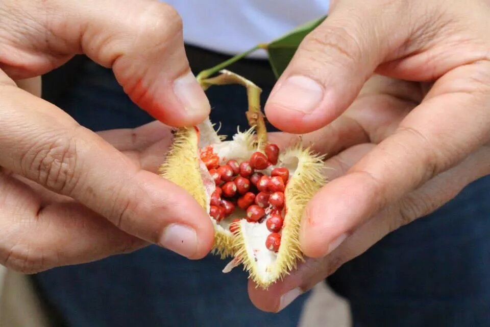 Sementes de urucum na Amazônia paraense