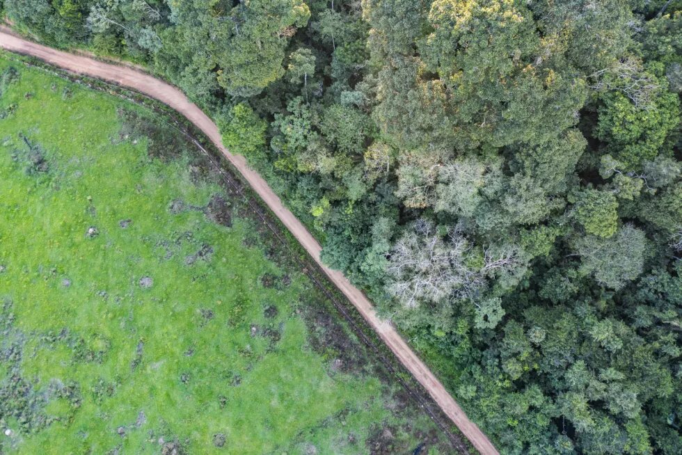 Contraste de área desmatada e cobertura florestal