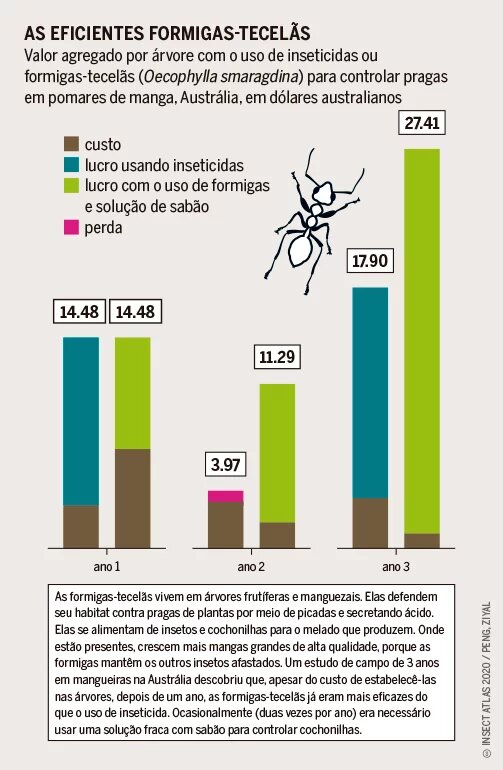 Para lidar com ataques de pragas, os agricultores têm uma  escolha: eles podem aplicar agrotóxicos e, assim, incorrer em  mais custos, ou podem introduzir formigas-tecelãs para um  econômico controle biológico.