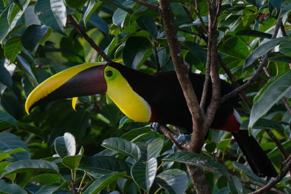 Tucano em uma árvore