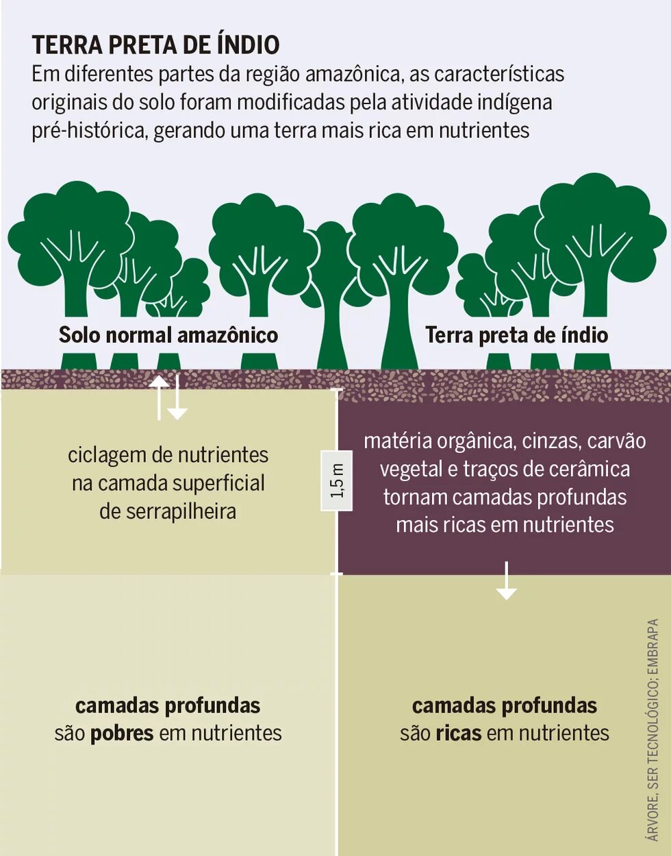 Terra preta de índio