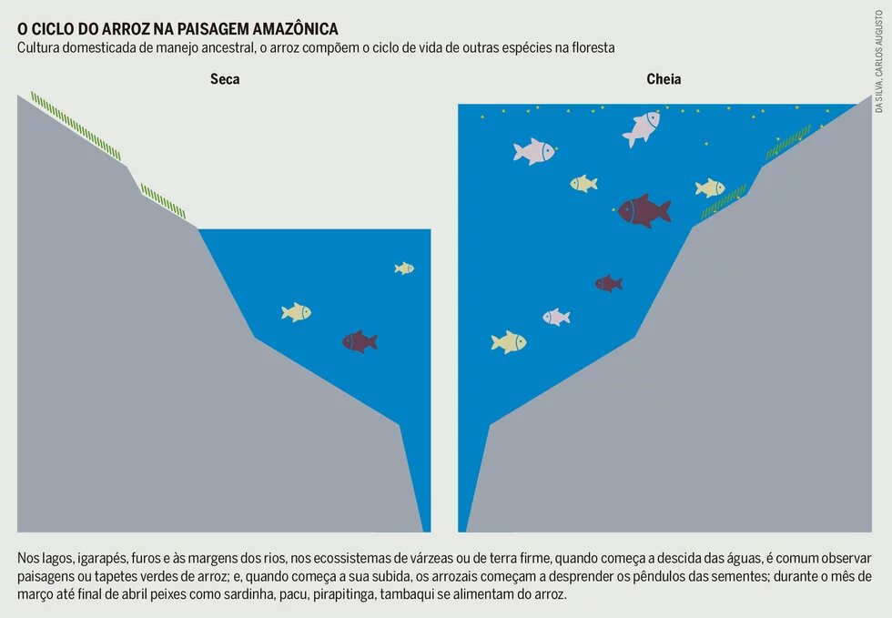 Infográfico - O ciclo do arroz na pai sagem amazônica