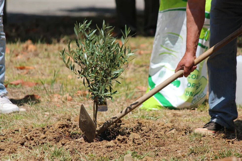 Plantação de árvores 