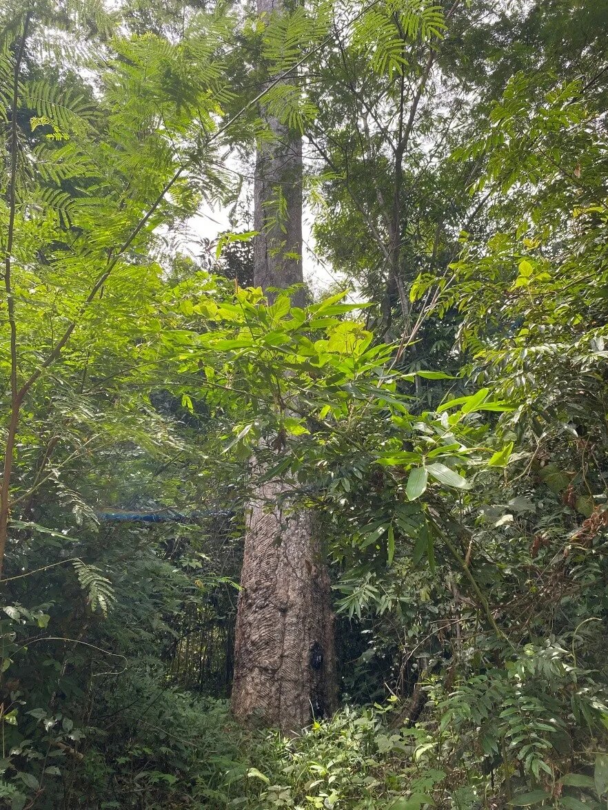 Uma seringueira (Hevea brasiliensis) no Seringal Dois Irmãos, na Reserva Extrativista Chico Mendes - foto de Claudia Pinzón