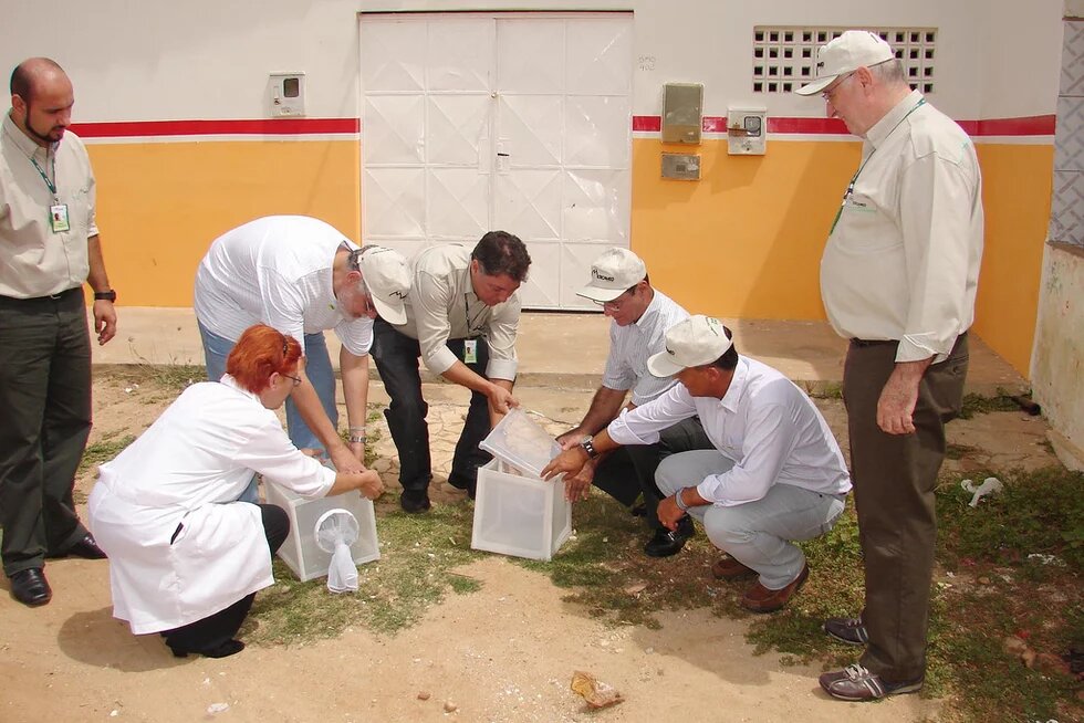 1ª Liberação do programa de controle genético do Mosquito Aedes Aegypti