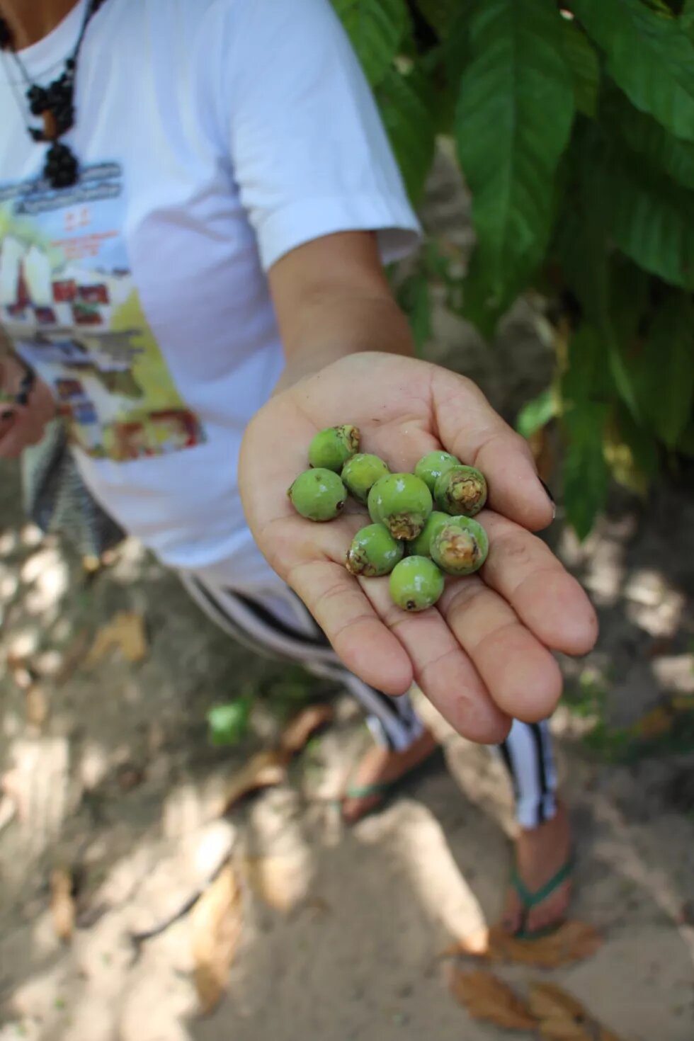 Extração do açaí na Amazônia