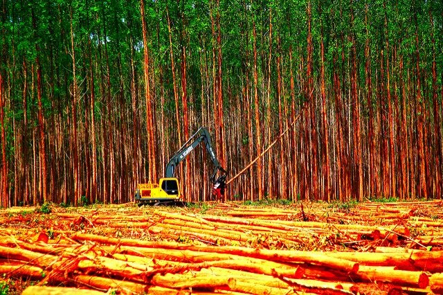 Desmatamento de árvores na Amazônia